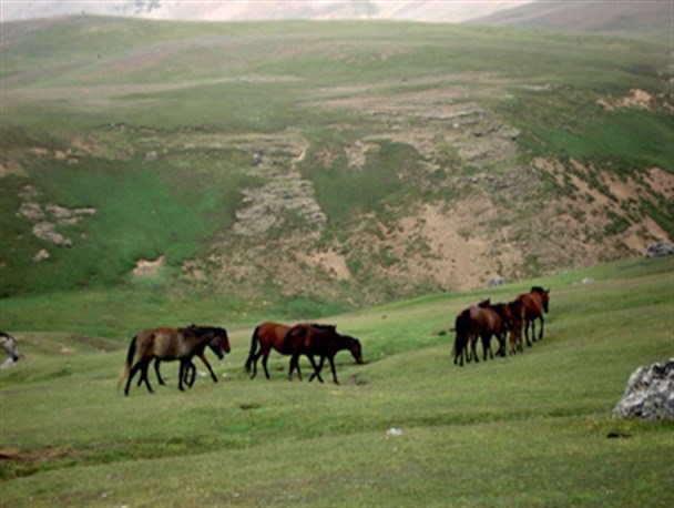 اسب های وحشی