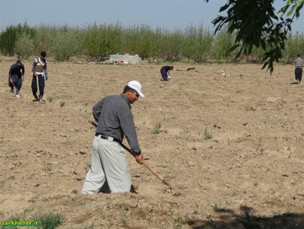 آغاز کاشت طالبی زیر پلاستیک در زرندیه/تصاویر