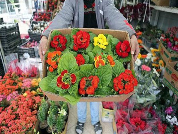 بازارچه فروش گیاهان بهاره در مرودشت