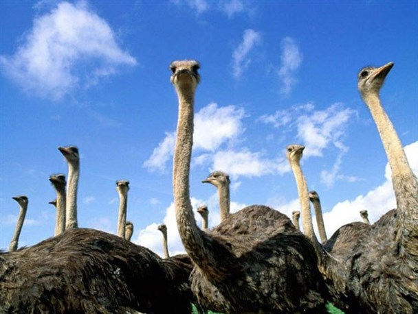 کارآفرینی که تنها با 5 جوجه، صاحب 7 مزرعه پرورش شتر مرغ شد/ حلال ترین روش سرمایه داری؛ در رأس اقتصاد مقاومتی