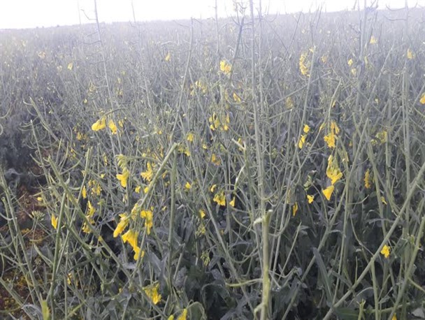 خسارت 3 میلیاردی سیلاب و تگرگ به مزارع کشاورزی در رشتخوار