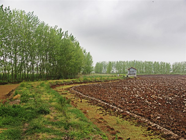 افزایش درآمد کشاورزان با تحول در اقتصاد روستا/ رنج برنج و سودی که دلال می برد + فیلم