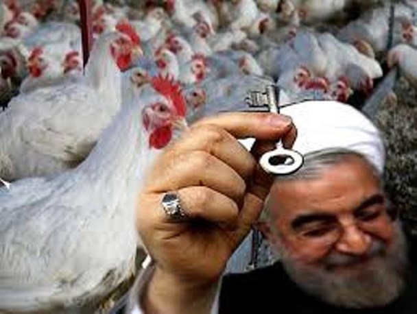 بی تدبیری دولت در قول 10 روزه به مرغداران/ مرغداران همچنان با مشکلات دست و پنجه نرم می کنند