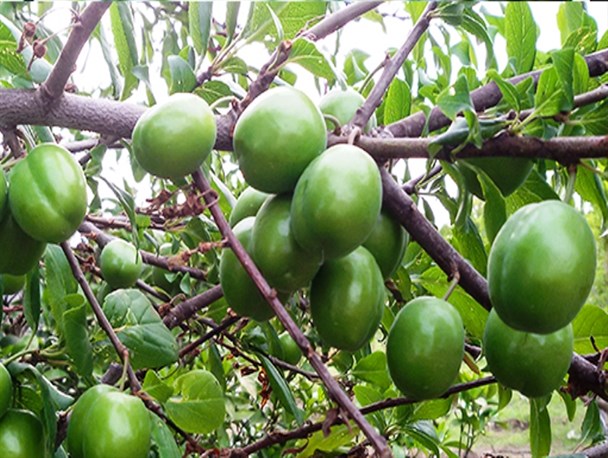 گوجه سبز میوه پرطرفدار بهاری
