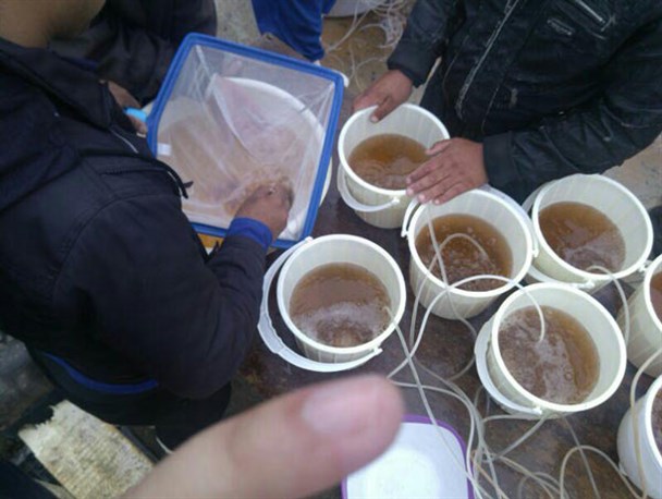 ورود اولین محموله پست لارو از مراکز تکثیر جنوب به سایت میگوی گمیشان