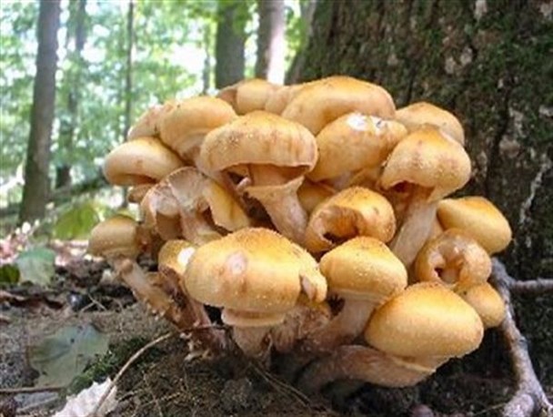 16 نفر از مسمومان قارچ سمی به تهران منتقل شدند/حال یکی از مسمومان وخیم اعلام شده است