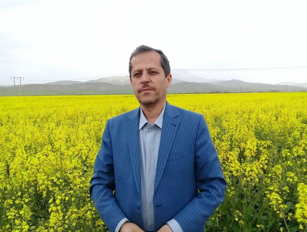 بیش از ۱۴۰۰ تن دانه روغنی کلزا از مزارع تویسرکان برداشت می شود