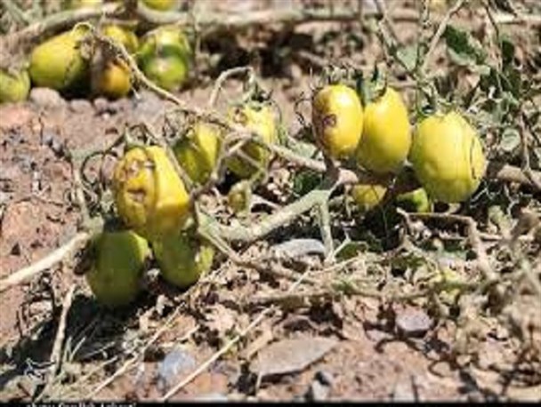 پرداخت بیش از 13 میلیارد ریال جبران خسارت به کشاورزان سبزواری
