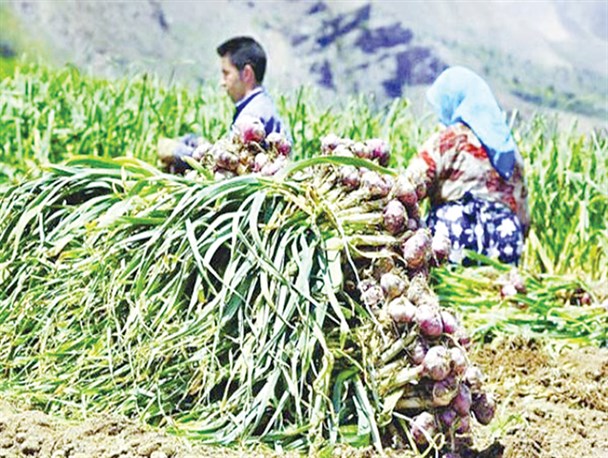 عدم تأمین سرمایه در گردش و مطالبه پول از سوی کشاورز، کارگاه‌های فرآوری سیر در شهداد را تعطیل کرد