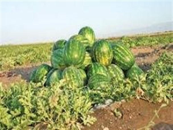 فاسد شدن یکصد تن هندوانه در مهران