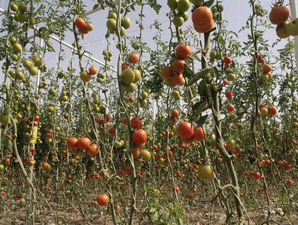 توسعه کشت‌های داربستی کشاورزی  نویدبخش تحقق اقتصاد مقاومتی
