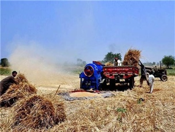 چقدر از درآمد 8,085,000,000,000 ریالی به جیب گندم‌کاران اردبیلی می‌رود