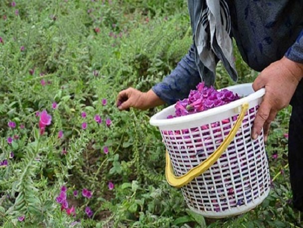 برخی گیاهان و گلها تنها تزئینی نیستند/ با خواص گلهای درمانی آشنا شوید
