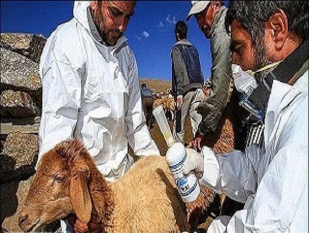 کانون جدید تب‌برفکی در استان اردبیل مشاهده نشده است / تلف‌شدن 1100 دام بر اثر این بیماری