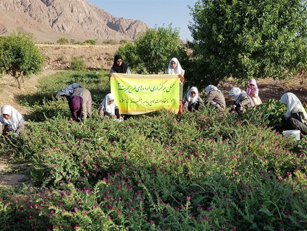 همکاری خواهران بسیجی در برداشت محصول گل گاوزبان