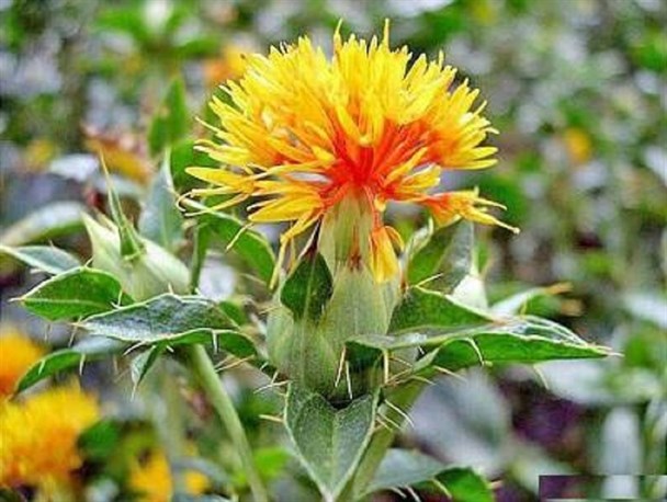 برداشت گلرنگ از اراضی کشاورزی شهرستان مرزی میرجاوه