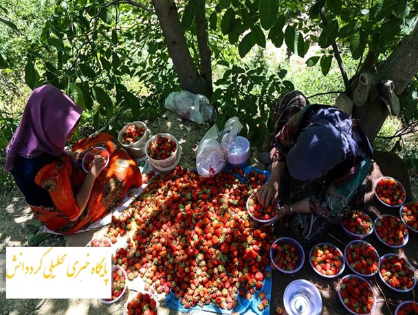 لزوم کاشت توت فرنگی کردستان در تمام فصول سال