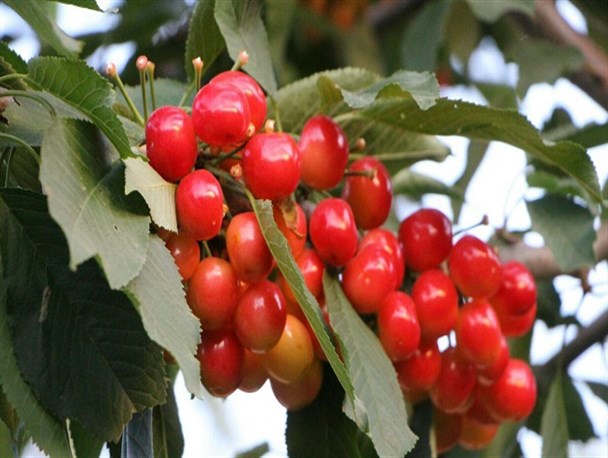 برداشت گیلاس از باغ‌های روستای نَشَلج کاشان/ تصاویر