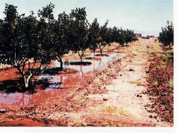 برداشت بی رویه آب باغات پسته باعث کاهش کیفیت آبیاری در انار شده است