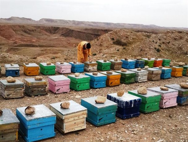 پیش بینی برداشت 62 تن عسل از کندوهای گیلانغرب/ 6 هزار کلونی زنبور عسل در شهرستان