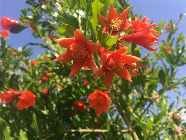 زیبایی شکوفه های اناردر روستای نمهیل خلخال