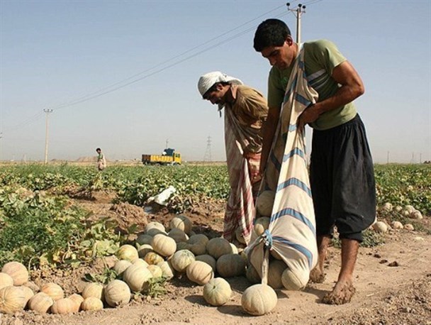 آغاز برداشت طالبی از مزارع کاشمر/‌ پیش‌بینی برداشت 30 تُن طالبی در هکتار