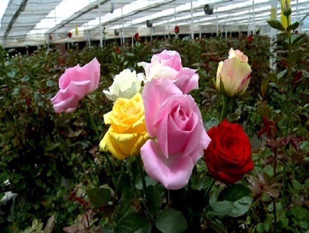 دَخل‌های پژمرده/ گل‌فروشی، شغلی باطراوت اما پردرد