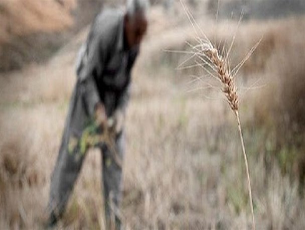 خسارت ۷۰ درصدی به محصولات زراعی دیم در لرستان/ ۱۵۰ میلیارد تومان غرامت به کشاورزان پرداخت می شود