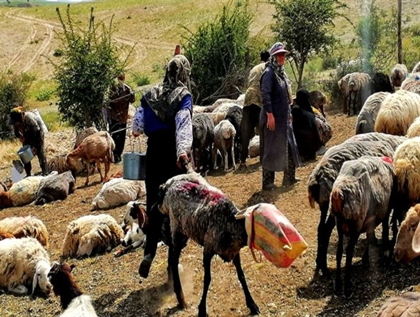 شیردوشی گوسفندان در دهستان گیفان شهرستان بجنورد