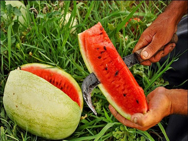 برداشت هندوانه در منطقه چاف گیلان