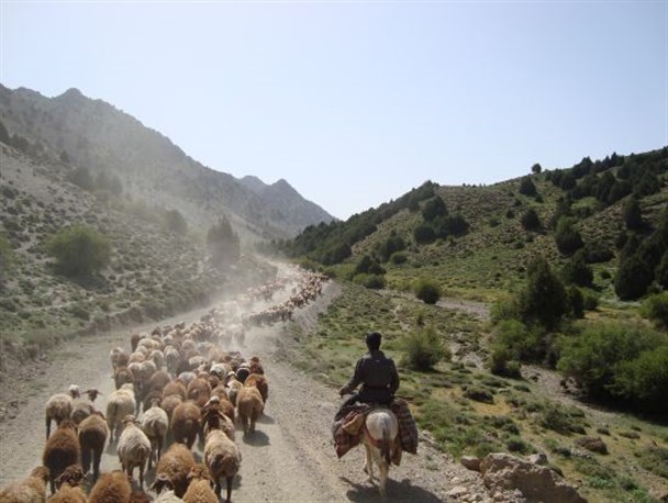باج گیری،از چوپان پیرانشهری توسط اشرار