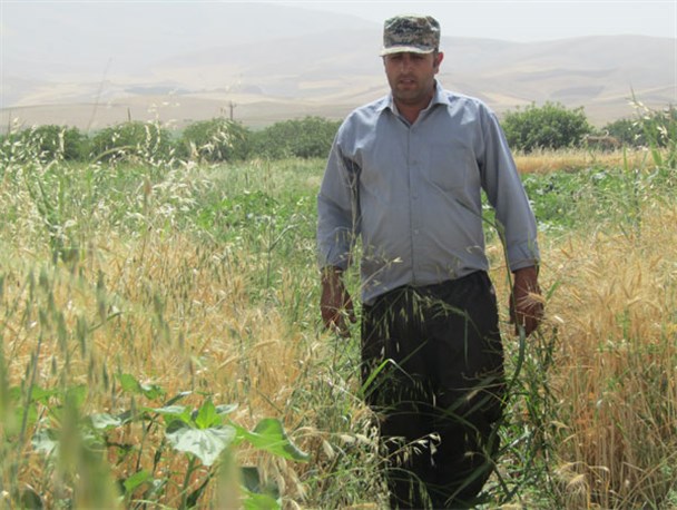 اقتصاد مقاومتی، نان بازو خوردن است/ تولید دانه های روغنی برای درآمدزایی+تصاویر