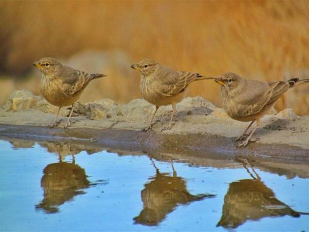 تنوع حیات وحش در مناطق حفاظت شده خاتم به روایت تصویر