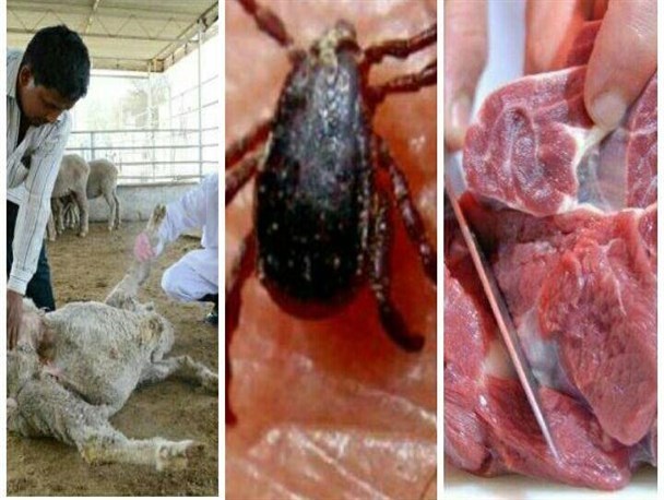 بیماری "تب کریمه کنگو" بوسیله "کَنِه" منتقل می شود/دامداران بهداشت فردی را رعایت کنند