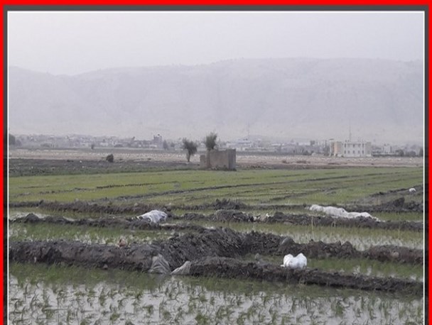 تحقق اقتصاد مقاومتی توسط کشاورز غیر بومی در باشت/هزینه های کشت برنج ۳ برابر شده است+تصاویر