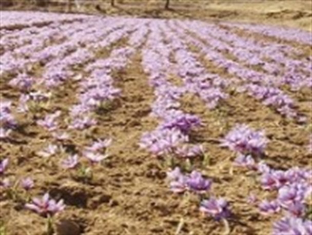 کشت زعفران در بیش از ۴ هزار هکتار از مزارع خلیل آباد