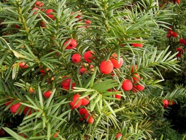 سرونوش ، سرخدار و زربین علی آبادی در انتظار ثبت