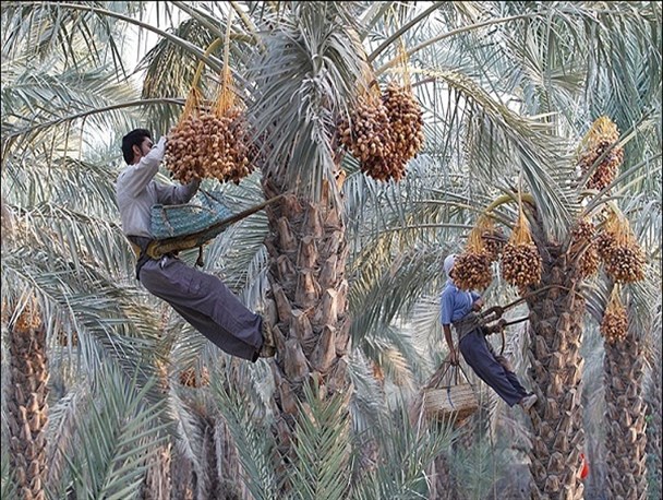 آغاز برداشت خرما در پنج هزار هکتار از باغات حاجی آباد