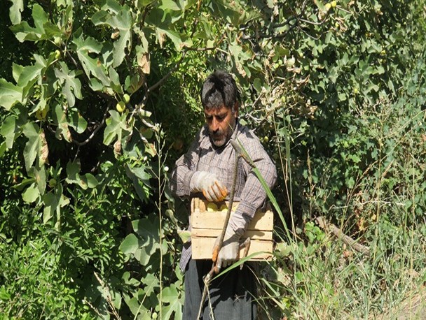تصاویری از برداشت انجیر از سطح باغات شهرستان سروآباد