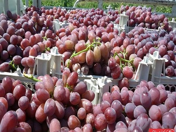 صادرات ۳۰ هزار تن انگور از زرندیه به نقاط مختلف کشور+ تصاویر