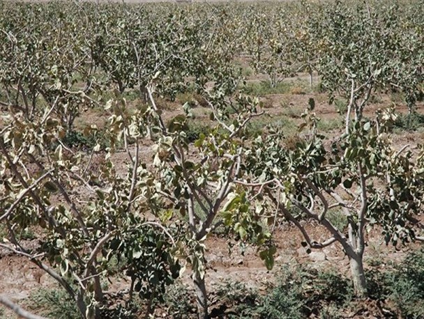 بی آبی٬ کمر باغداران«زبیدآباد»را خم کرده است