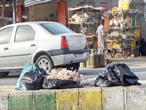 بازار عرضه گوشت سفید به صورت سنتی در سیستان و بلوچستان داغ تر از همیشه/اینجا عزمی برای جلوگیری از زنده فروشی طیور نیست