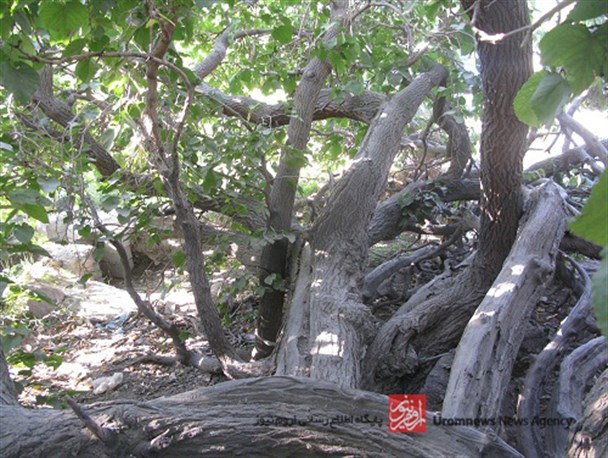 تصاویر/شاه توت 170 ساله در روستای گجین ارومیه