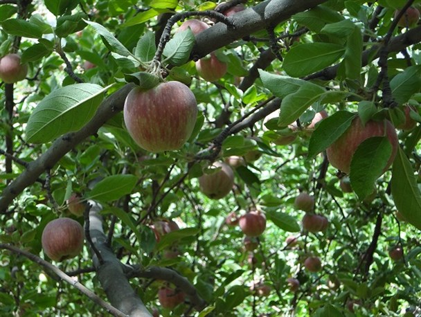 یک روز زیبای تابستانی در باغ های سیب باغچه سادات+ تصاویر