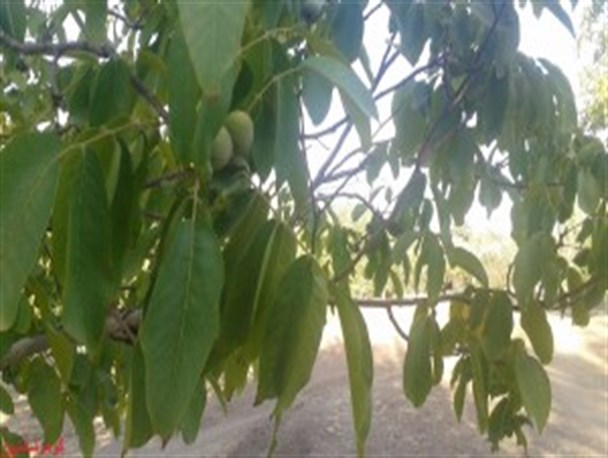 تصاویری زیبا از برداشت گردو در استان خراسان رضوی