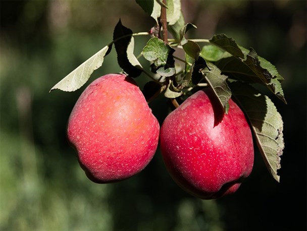 آغاز برداشت سیب از باغات ارومیه