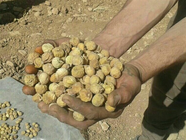 برداشت انجیر خشک از باغات کوار