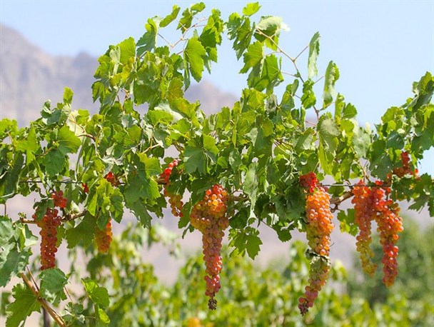 تشکیل اتحادیه باغداران؛ اولین گام برای برندسازی انگور خنداب/افزایش ۳ برابری سطح زیر کشت انگور با اجرای سیستم های نوین باغداری