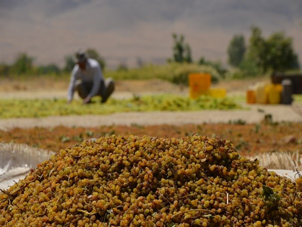 خرید تضمینی کشمش مانند خرید گندم نشود/دلالان، کشمش خنداب را به یغما می برند