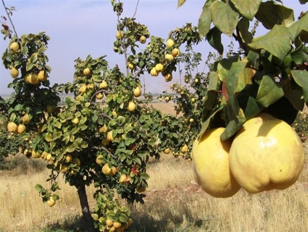 تولید مرغوب‌ترین "به" کشور در استان اردبیل+تصاویر